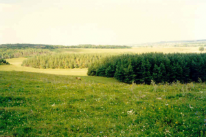 Лесостепная растительность Саратовской области
