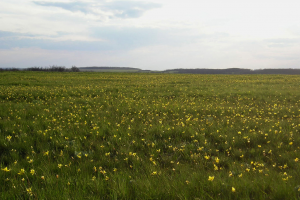 Степная растительность Саратовской области